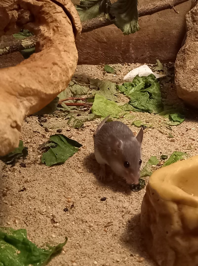 Turkish spiny mouse - Acomys cilicicus