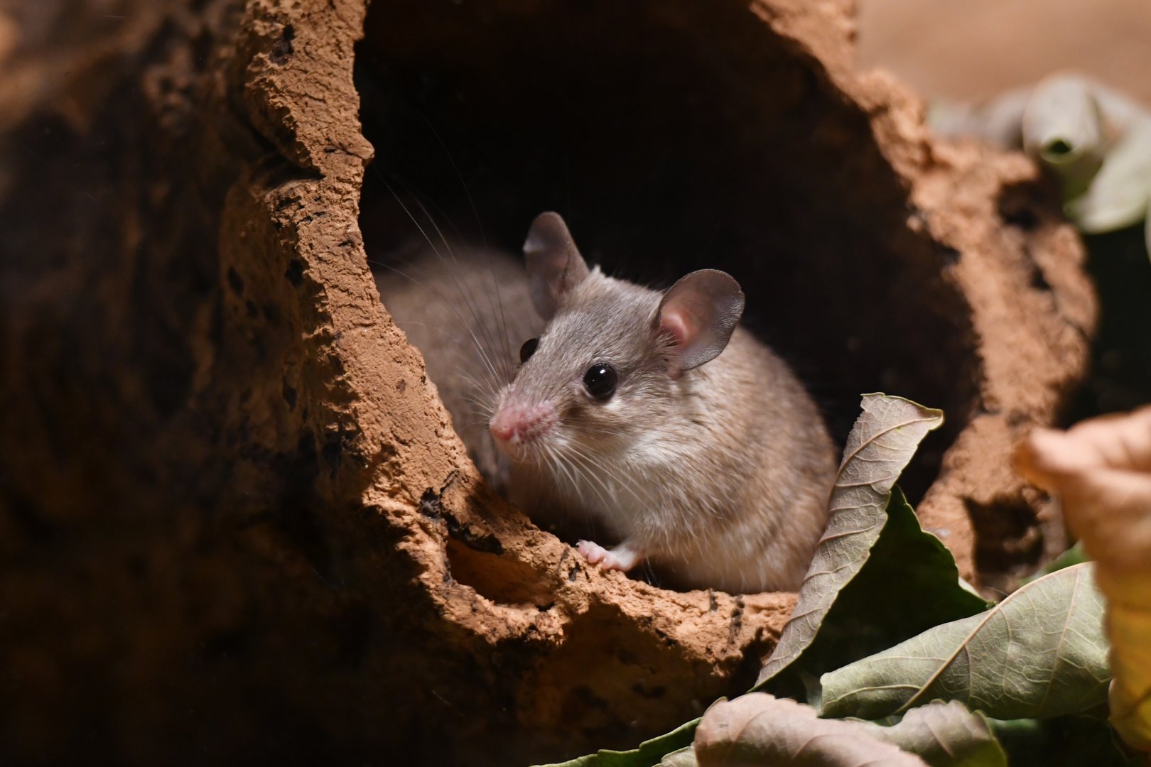 Turkish spiny mouse (Acomys cilicicus)