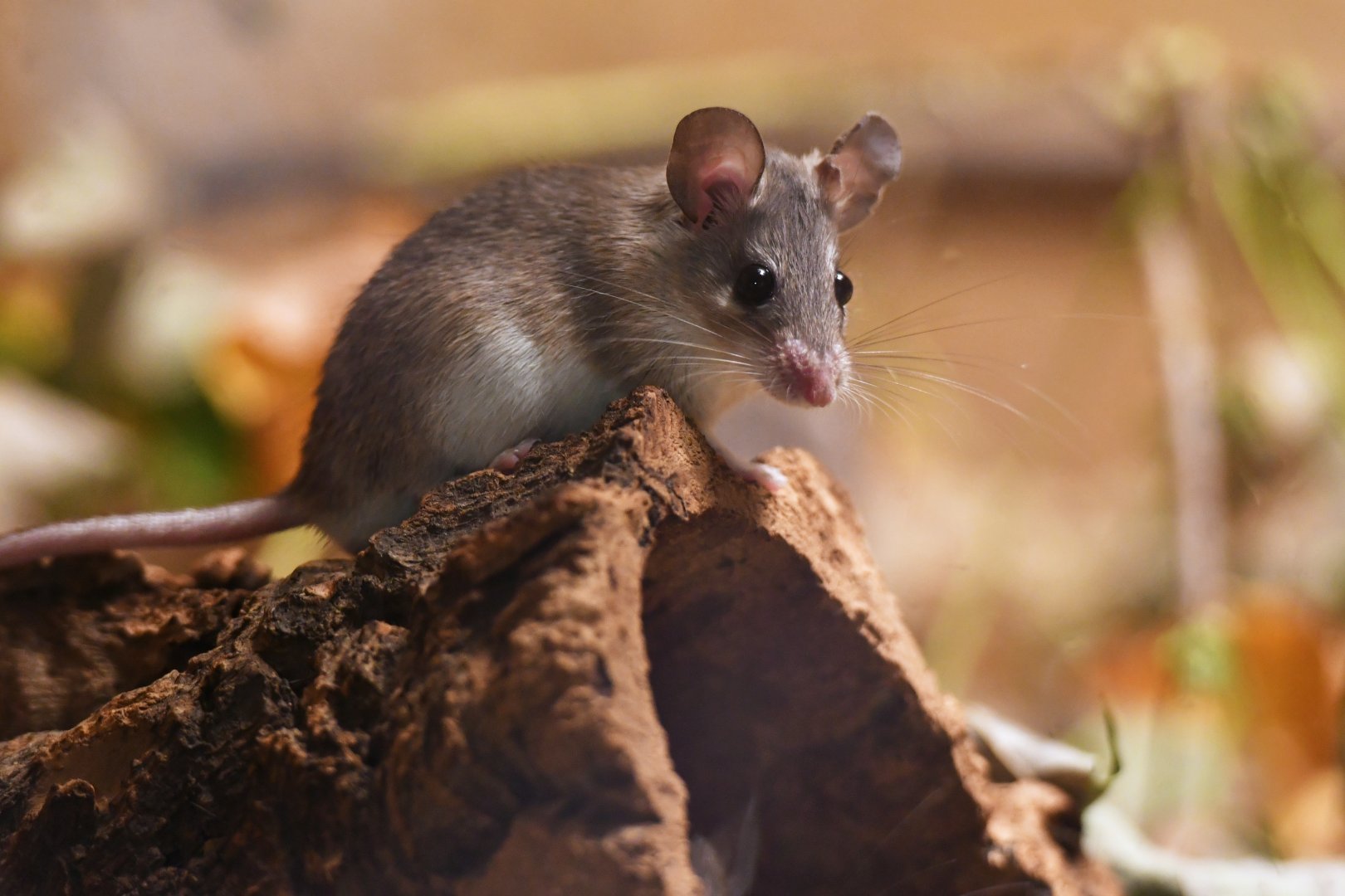 Turkish spiny mouse (Acomys cilicicus)