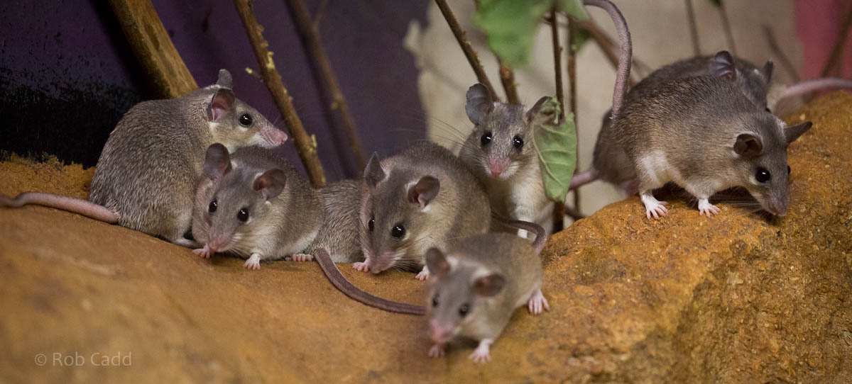 Turkish spiny mouse : Bristol : 22 Sep 2015