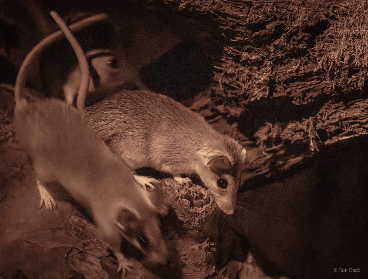 Turkish spiny mouse : Cotswold WP : 23 Aug 2025