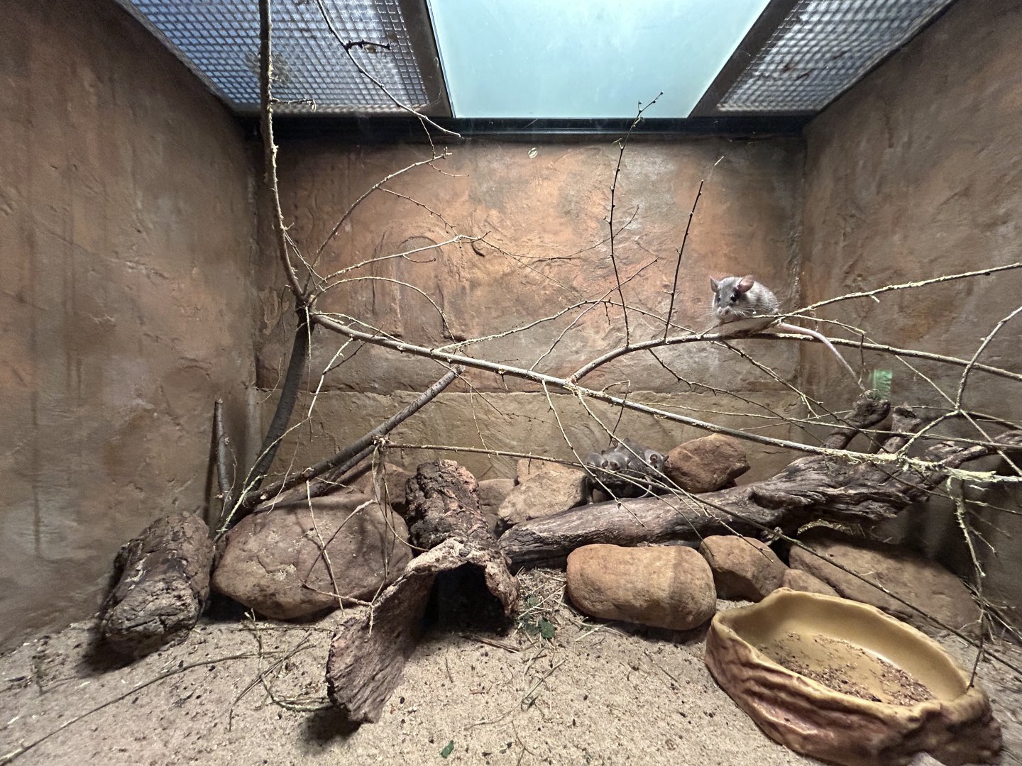 Turkish Spiny Mouse Exhibit - Africa Up Close