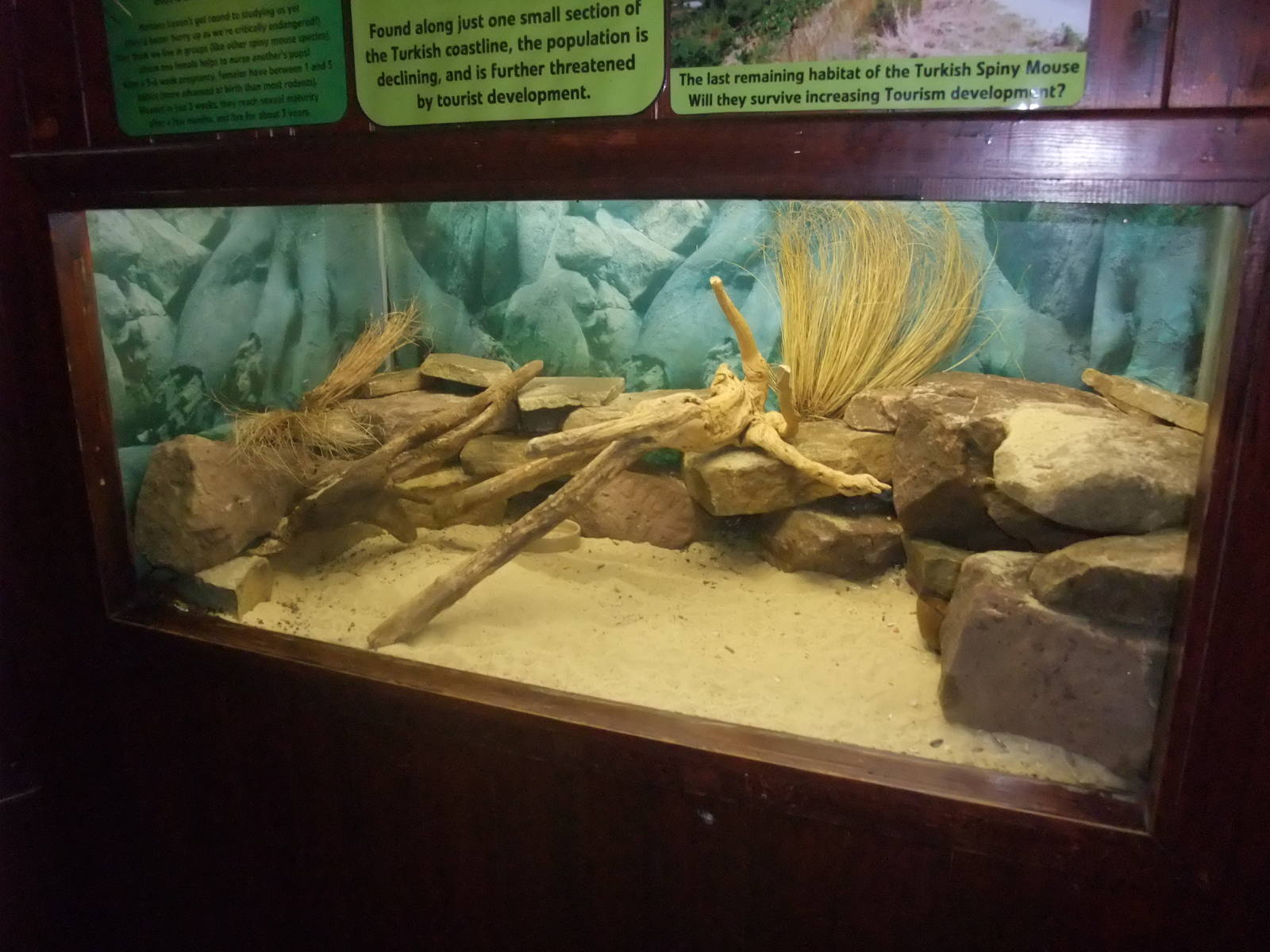 Turkish Spiny Mouse Exhibit at the Palms: Final Visit, 08/08/10