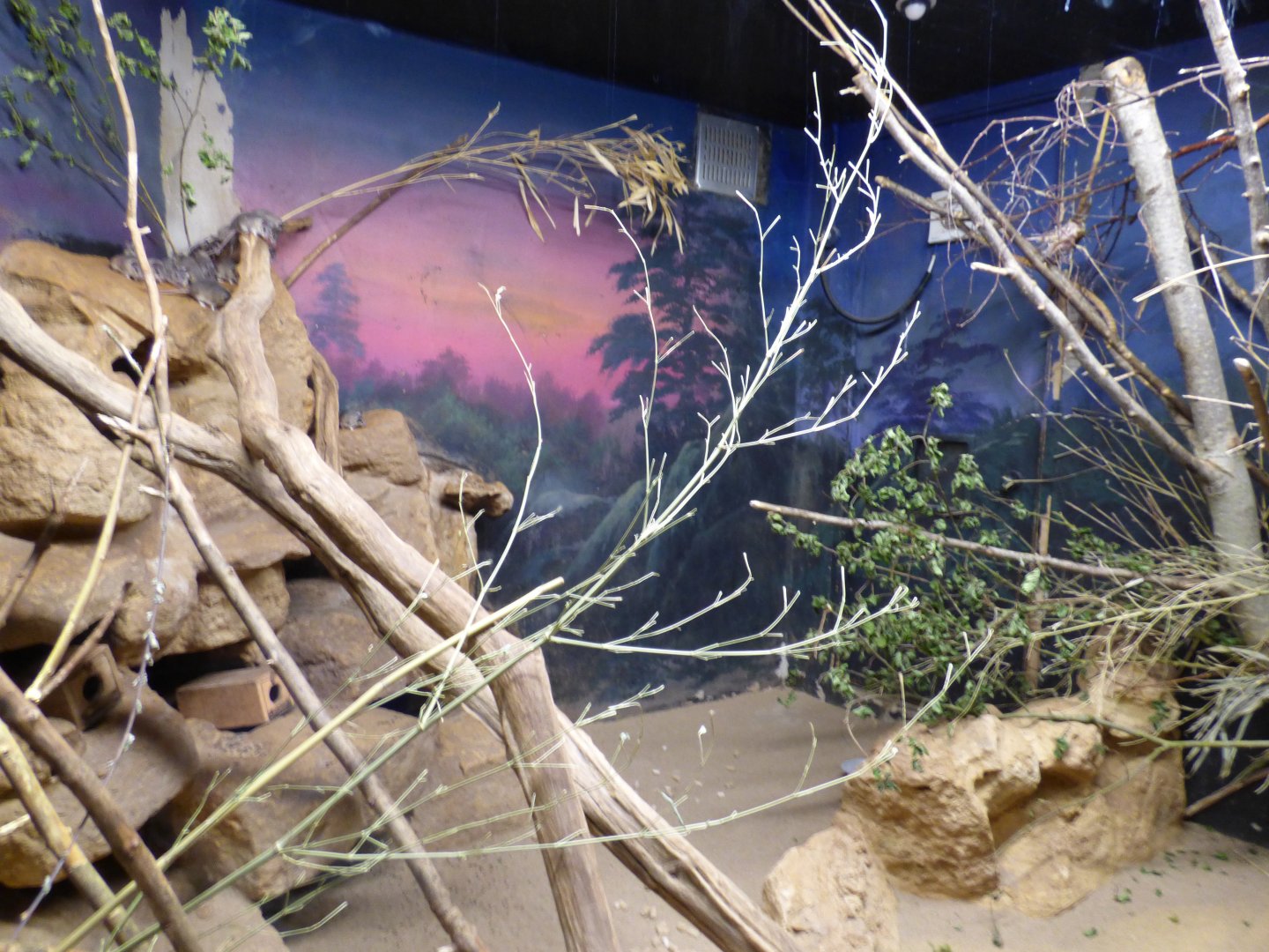 Turkish Spiny Mouse Exhibit