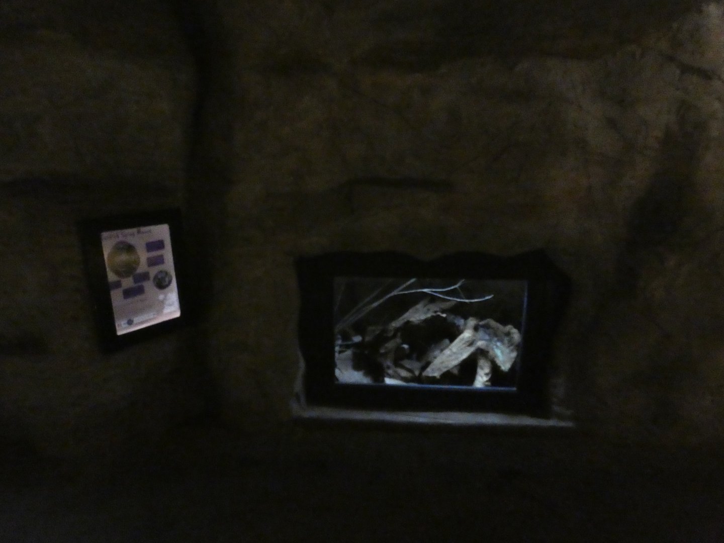 Turkish spiny mouse exhibit