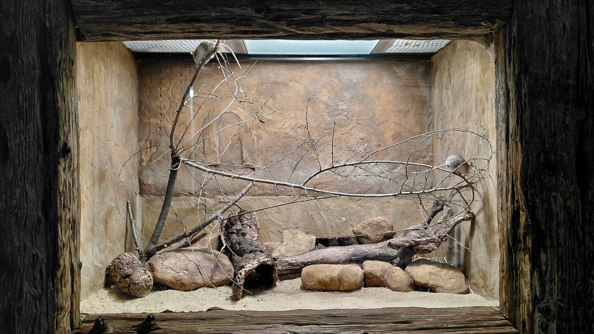 Turkish spiny mouse exhibit