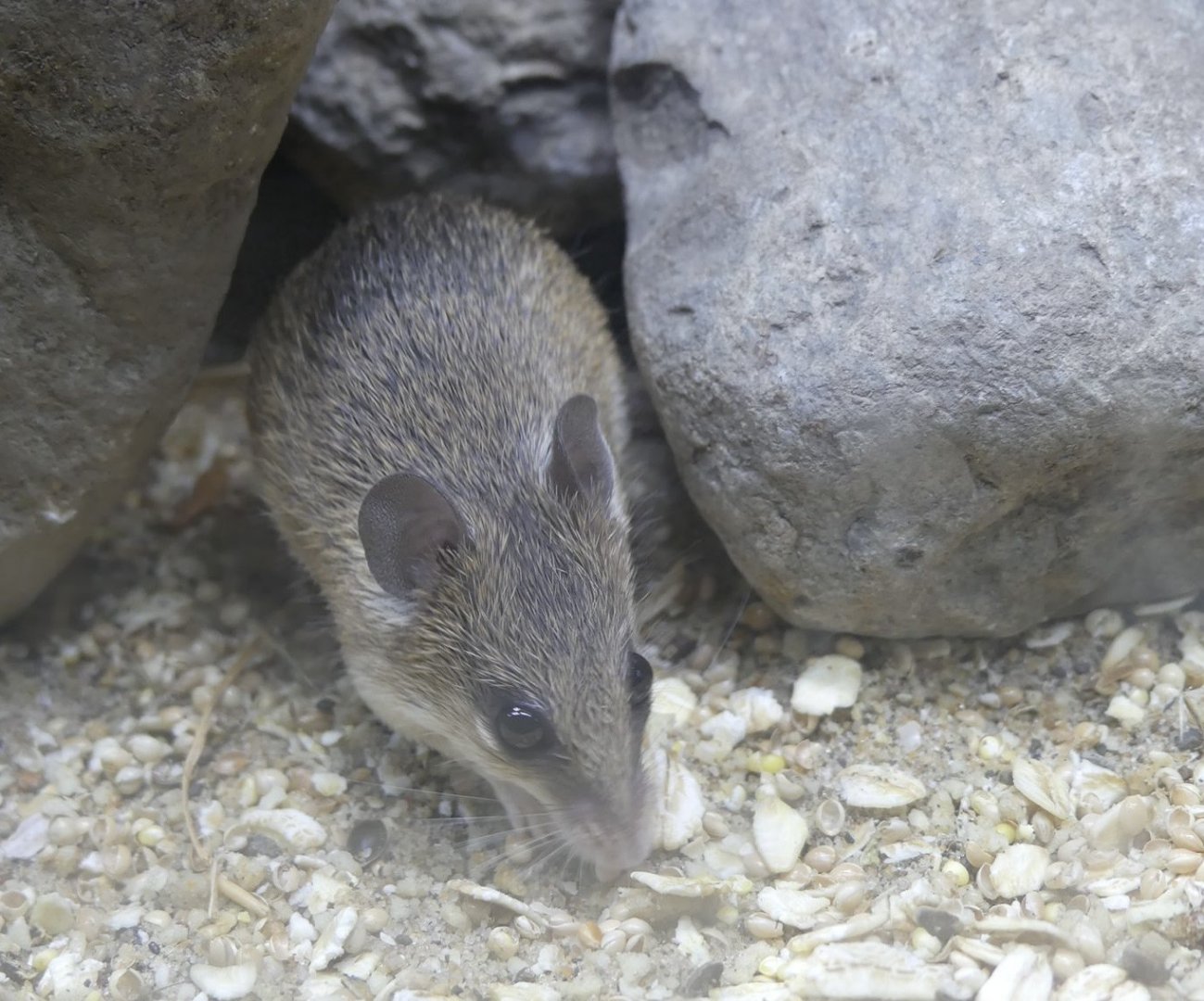 Turkish Spiny Mouse - Heart of Africa - 02.04.25