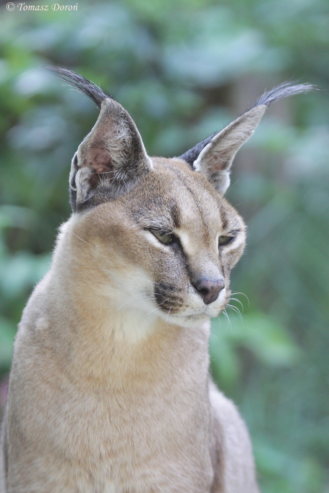 Turkmenian Caracal (Caracal caracal michaelis)