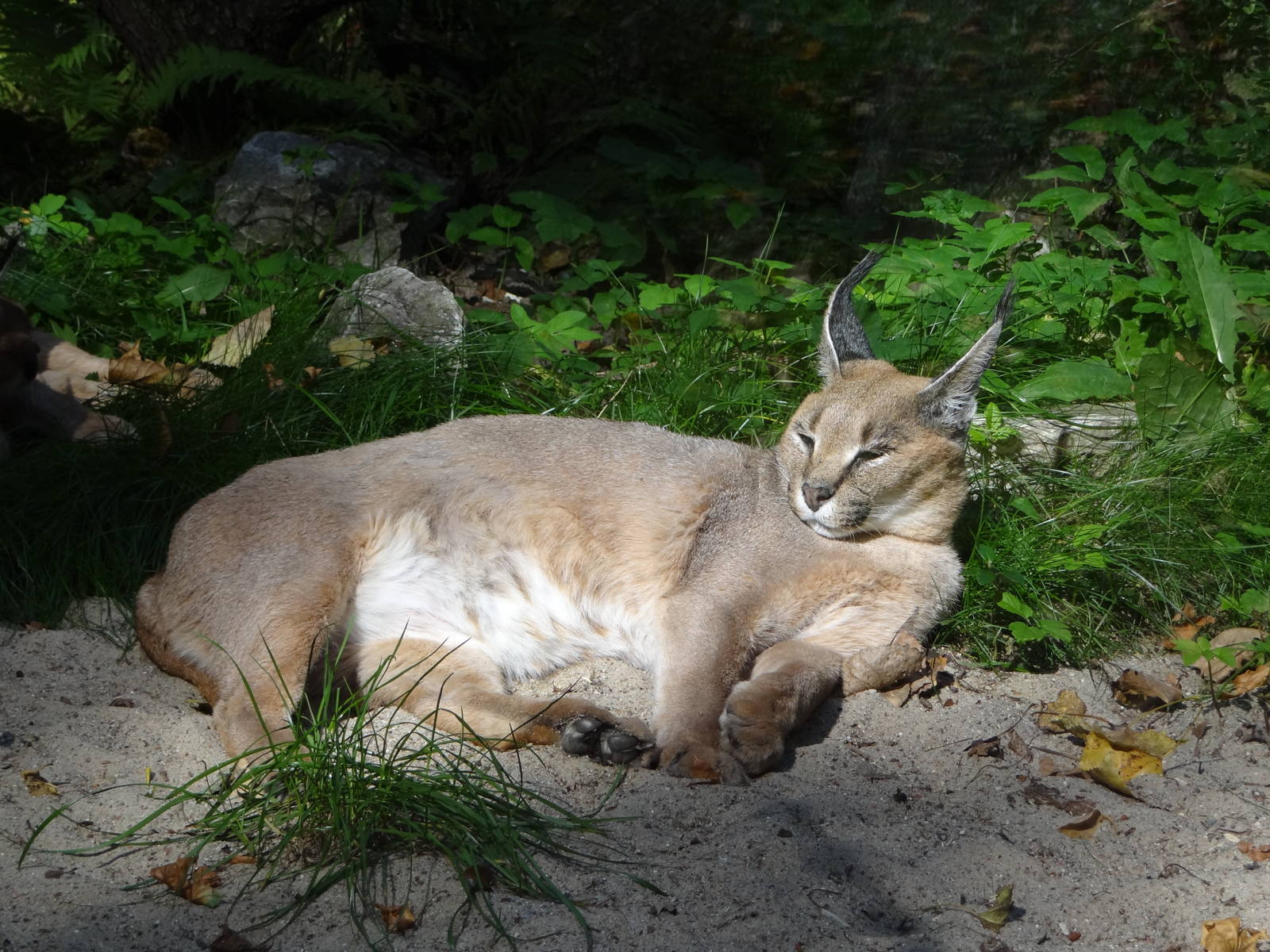Turkmenian Caracal