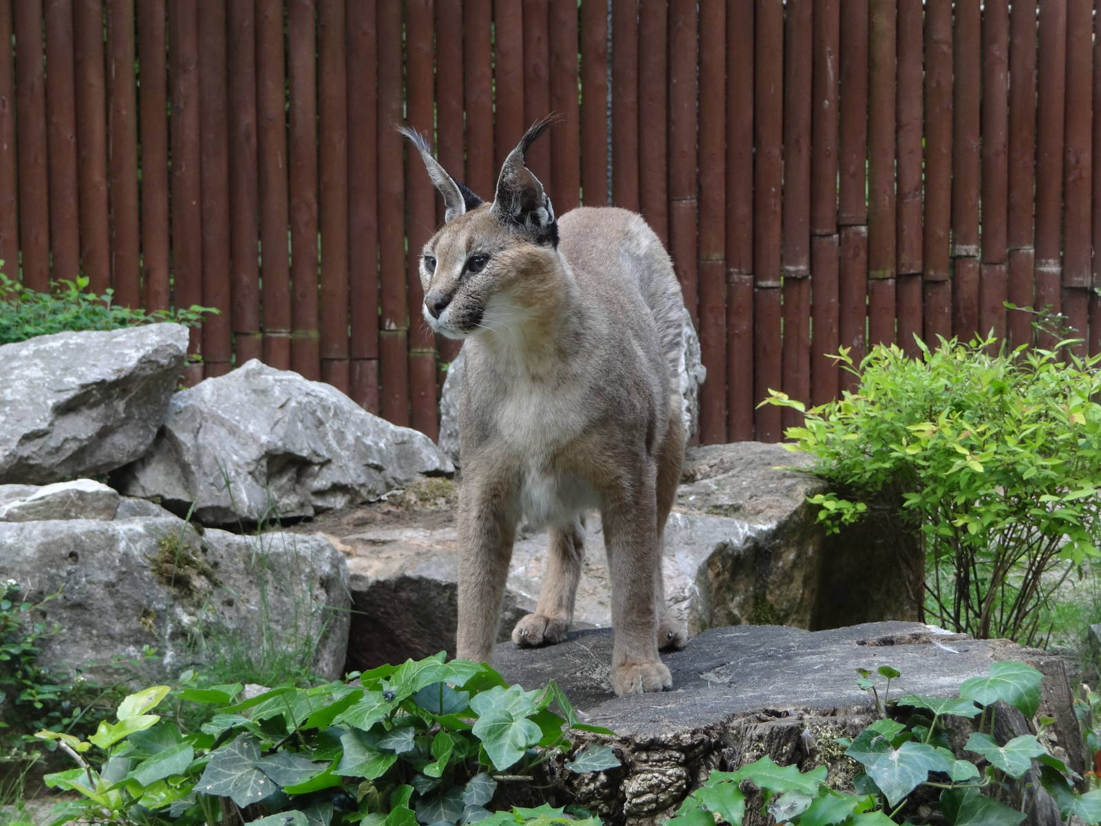 Turkmenian Caracal
