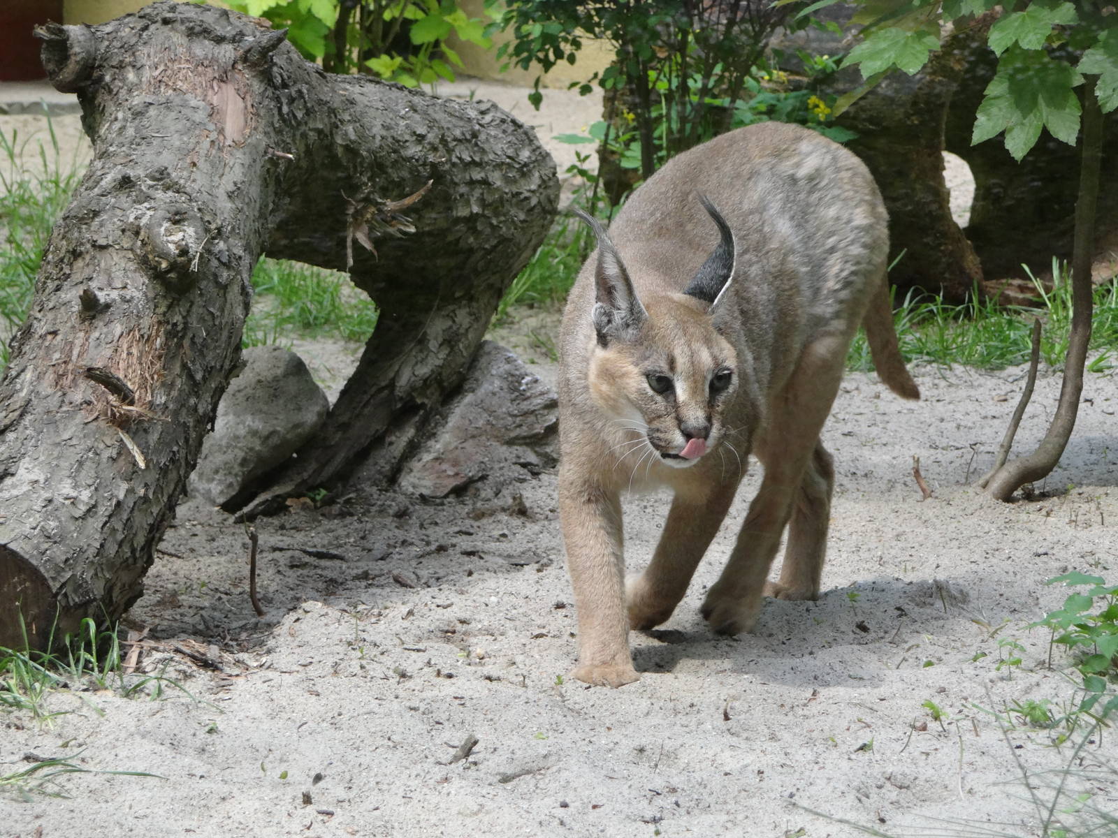 Turkmenian Caracal