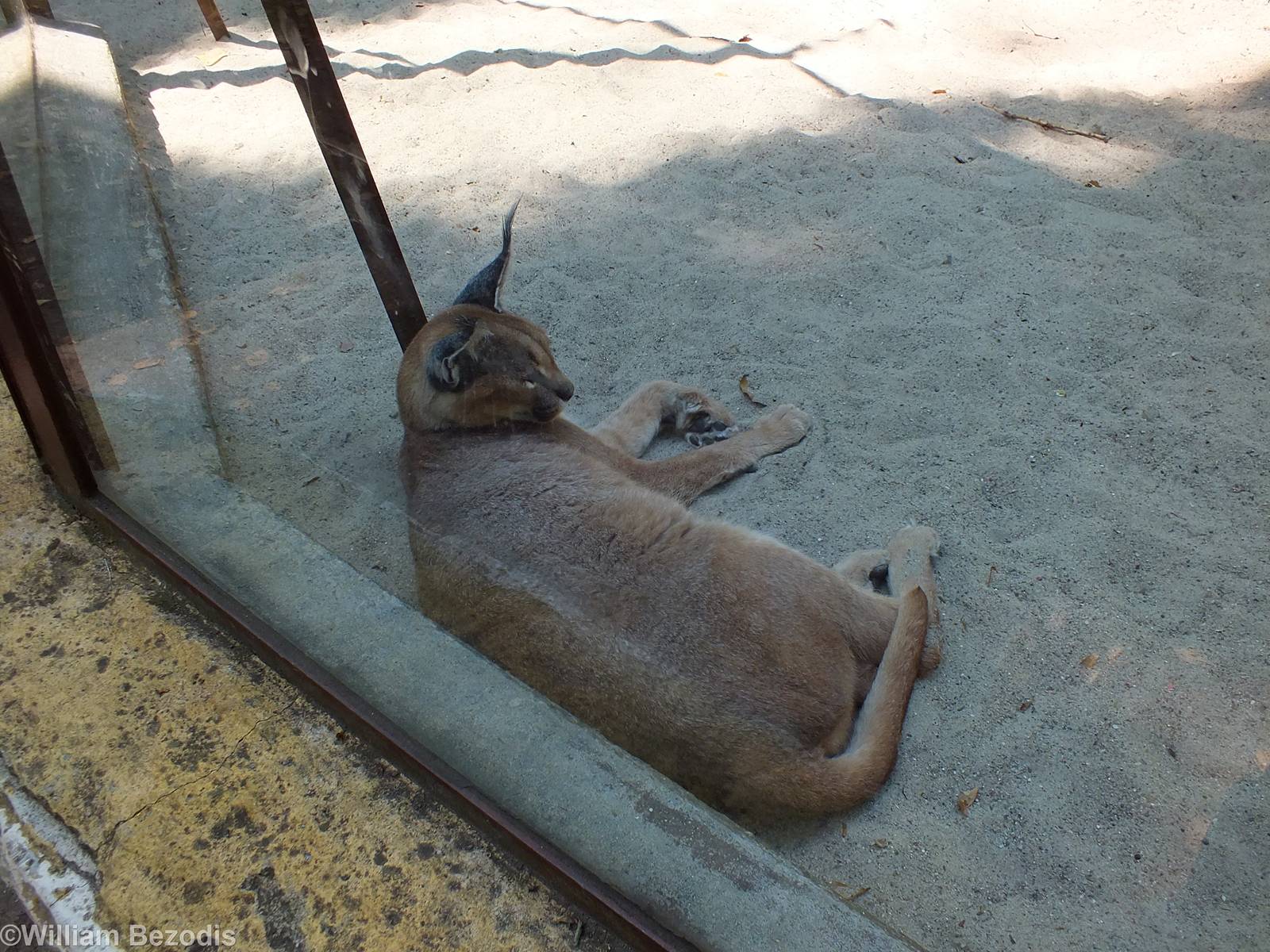 Turkmenian Caracal