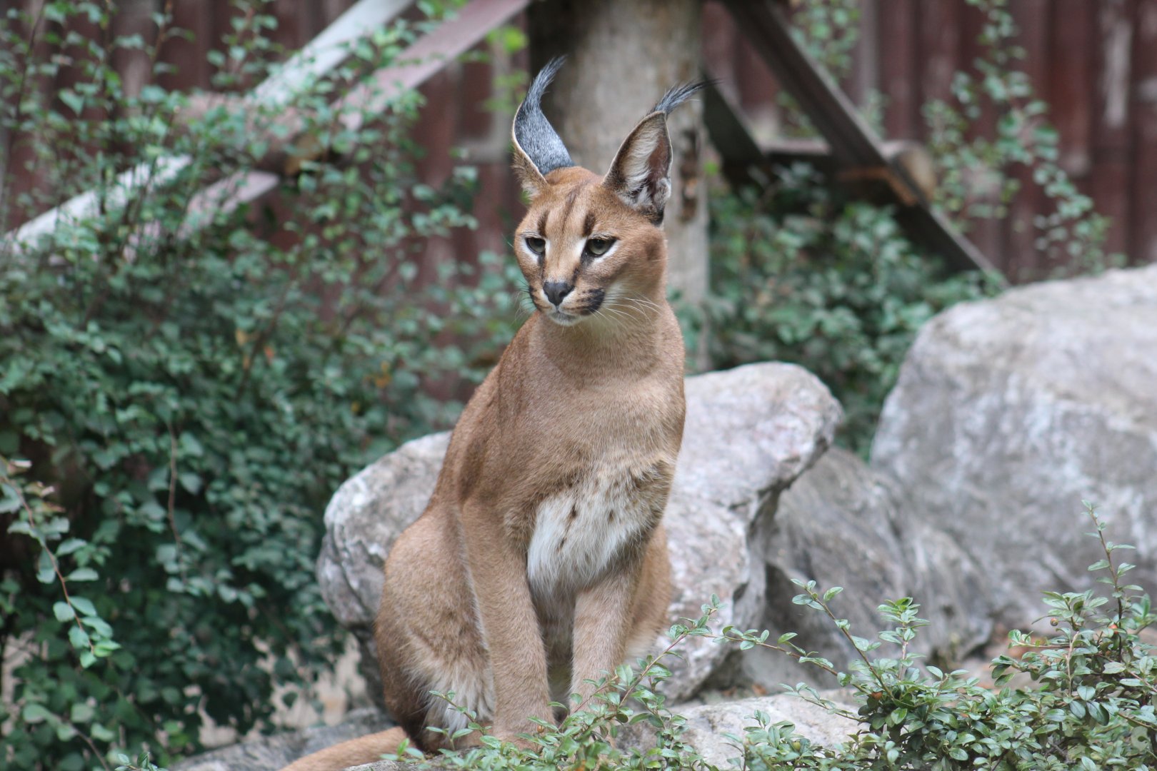 Turkmenian Caracal