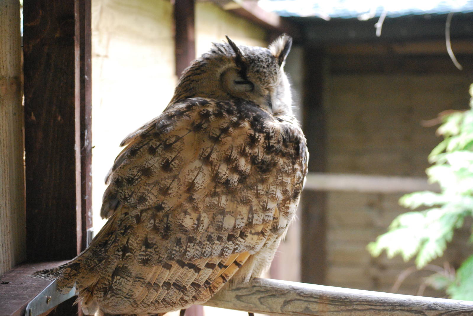 TURKMENIAN EAGLE OWL 8