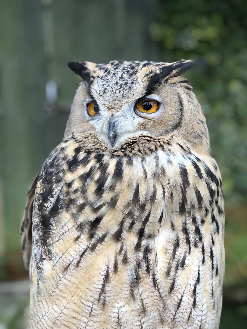 Turkmenian Eagle Owl at Tropical Butterfly House (March 2023)
