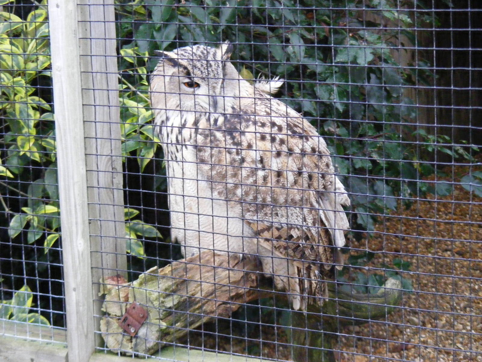 Turkmenian eagle owl at Woburn Safari Park, 14 November 2010