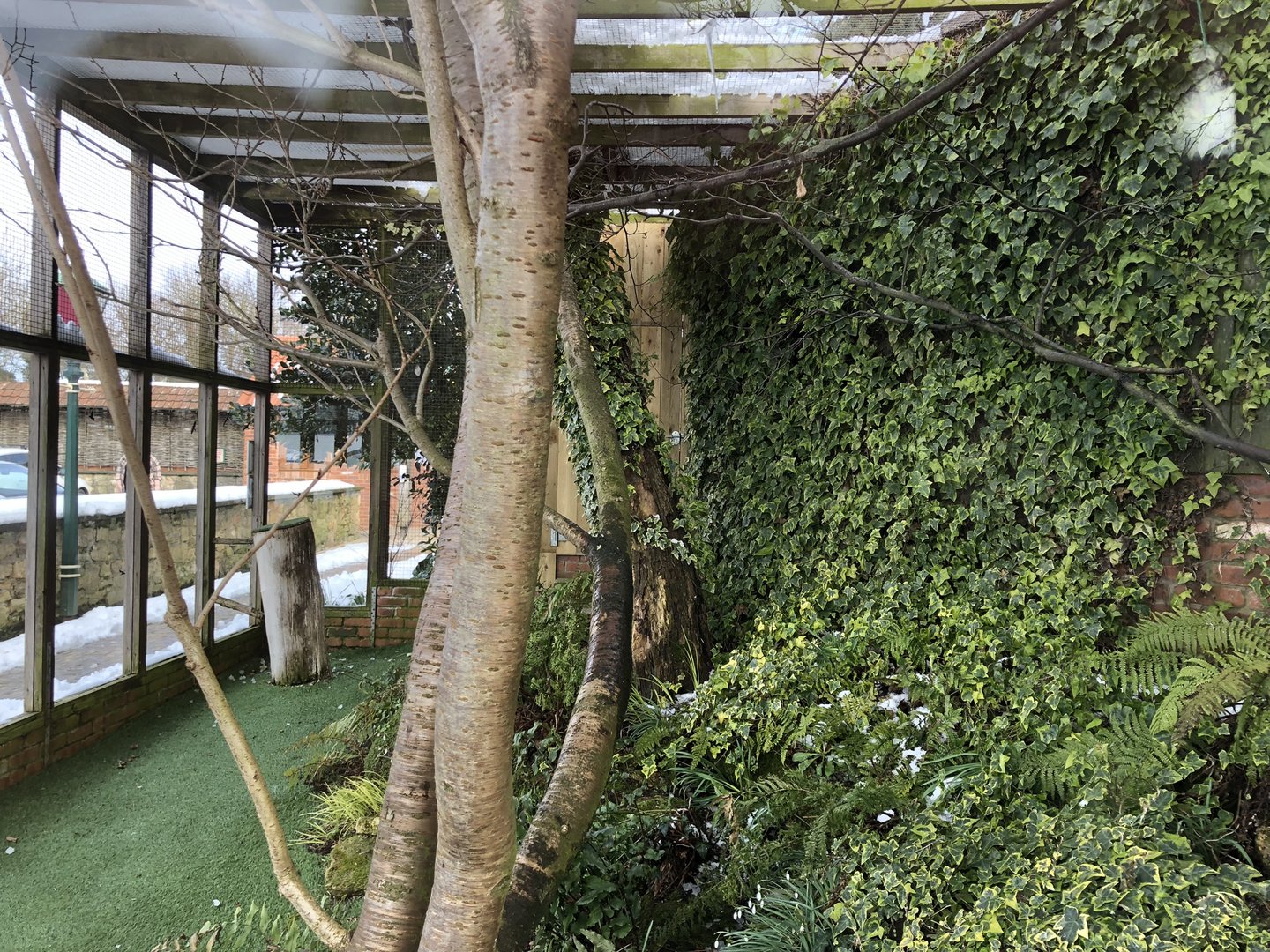 Turkmenian Eagle Owl Aviary at Tropical Butterfly House (March 2023)