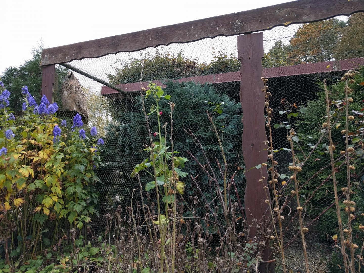 Turkmenian Eagle Owl Aviary