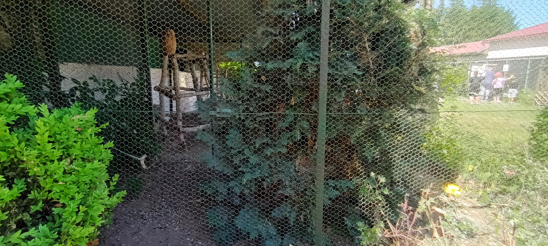 Turkmenian Eagle Owl Aviary