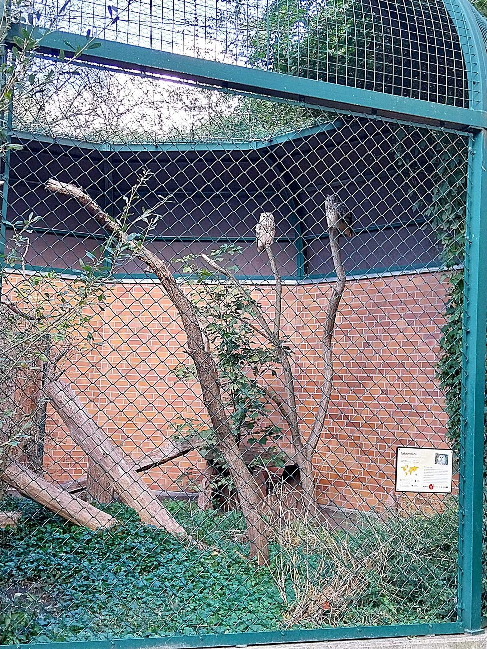 Turkmenian Eagle-owl (Bubo bubo omissus)