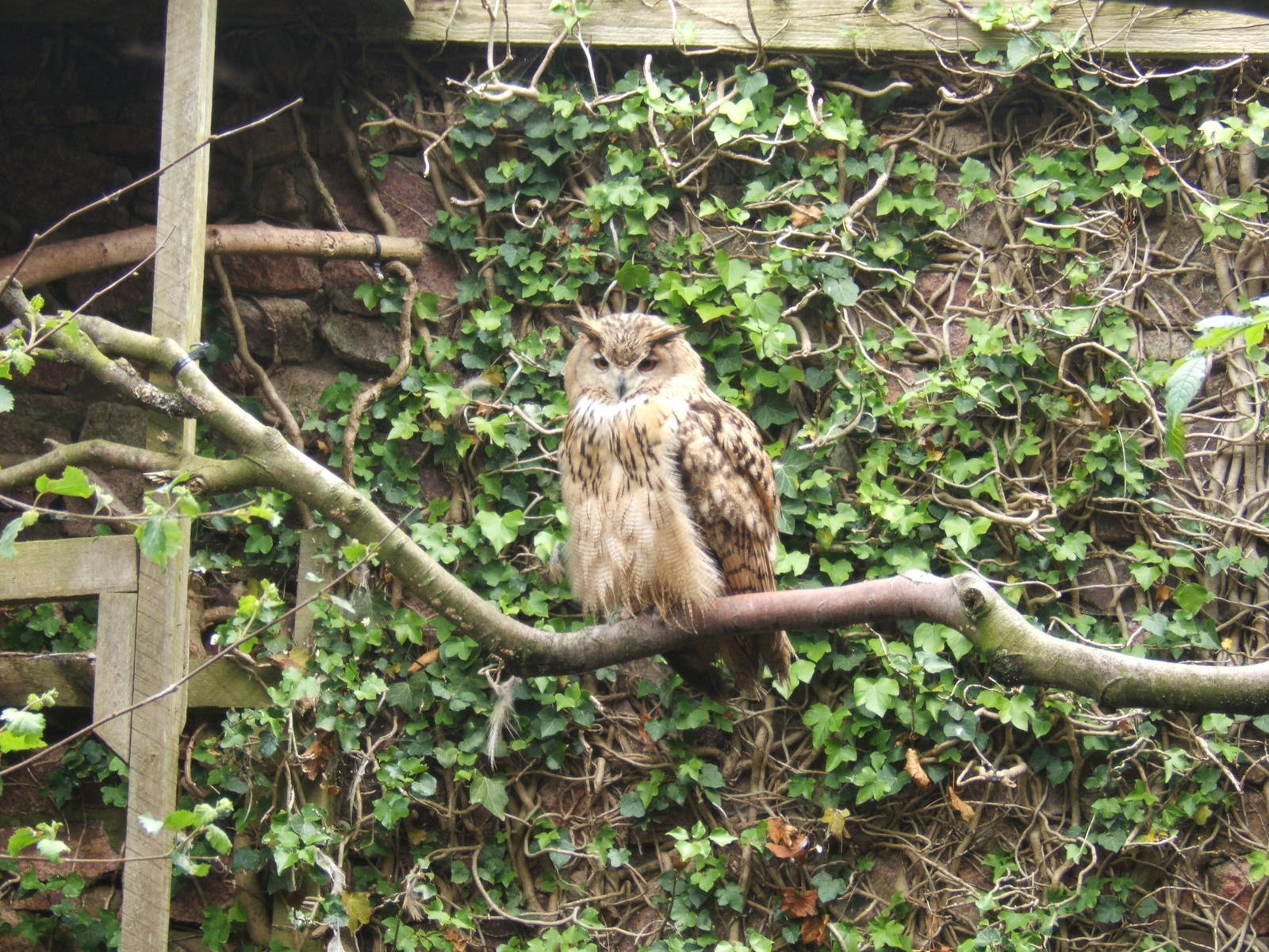 Turkmenian Eagle Owl (Bubo bubo turcomanus)