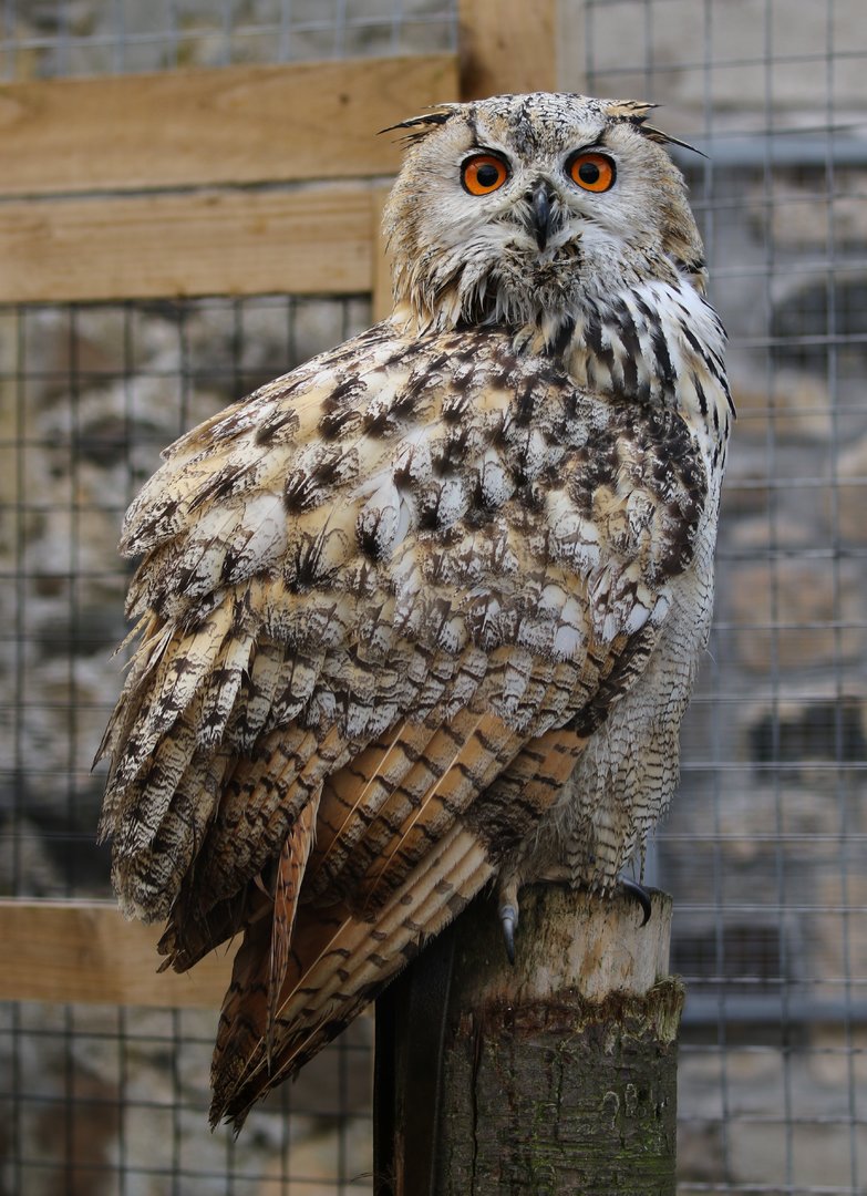 Turkmenian Eagle Owl (Bubo bubo turcomanus)?