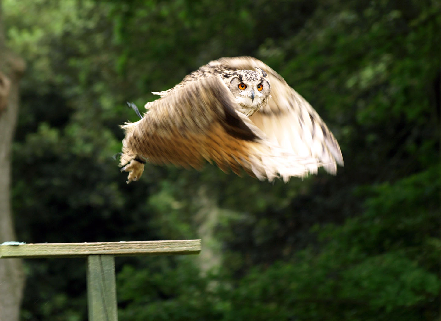 Turkmenian Eagle owl in flight