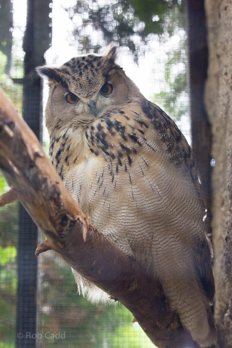 Turkmenian eagle-owl : Linton : 19 Sep 2015