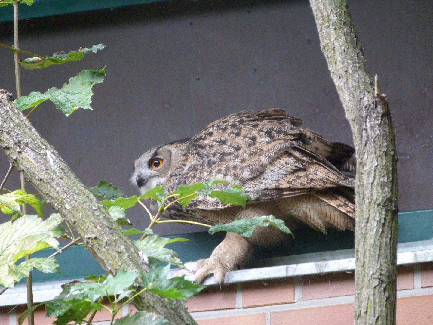 Turkmenian eagle-owl -Tierpark Berlin (2024)
