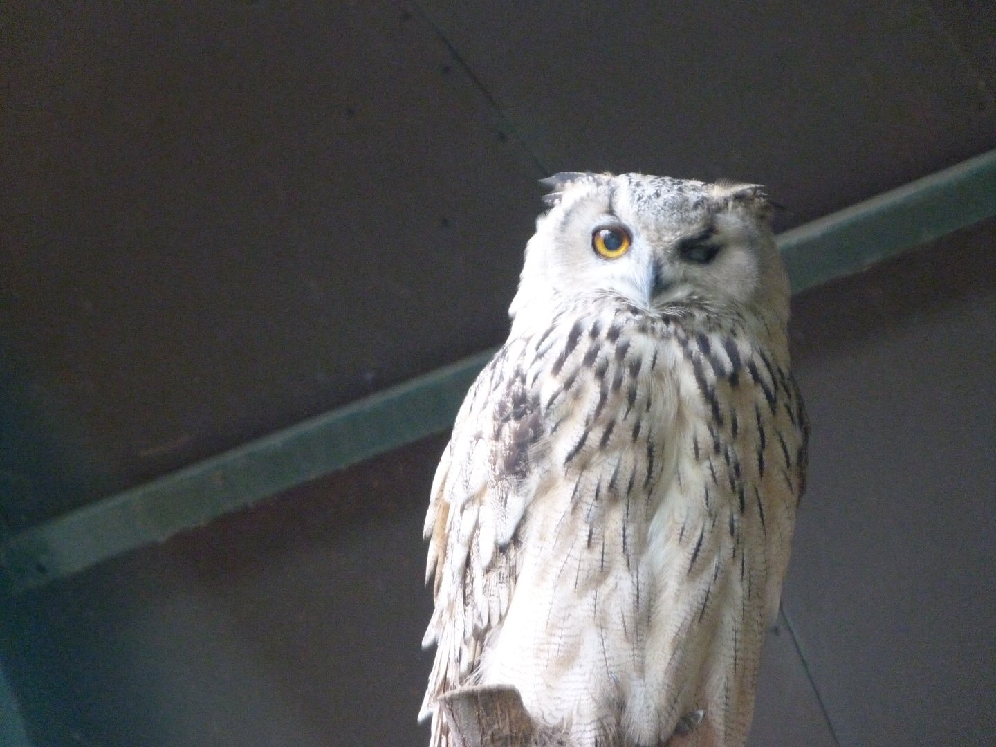Turkmenian eagle-owl -Tierpark Berlin (2024)