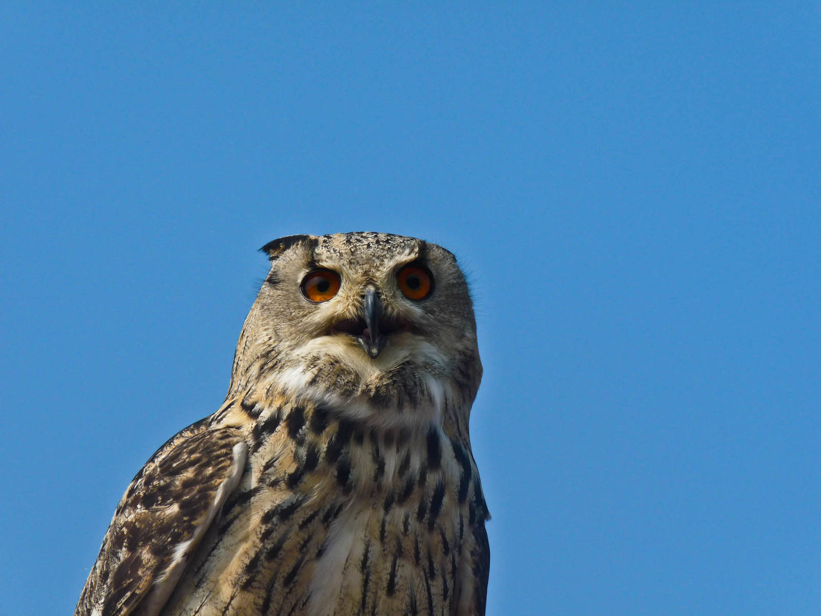 Turkmenian Eagle Owl