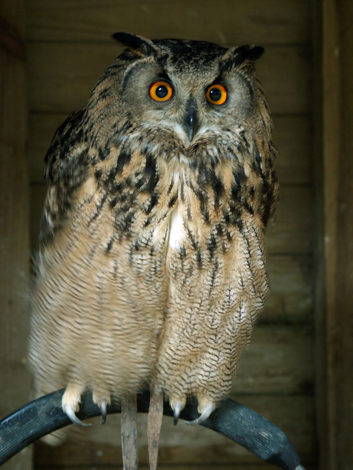 Turkmenian Eagle owl
