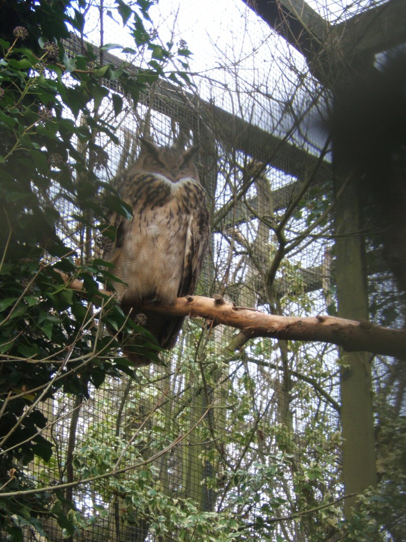 Turkmenian Eagle Owl