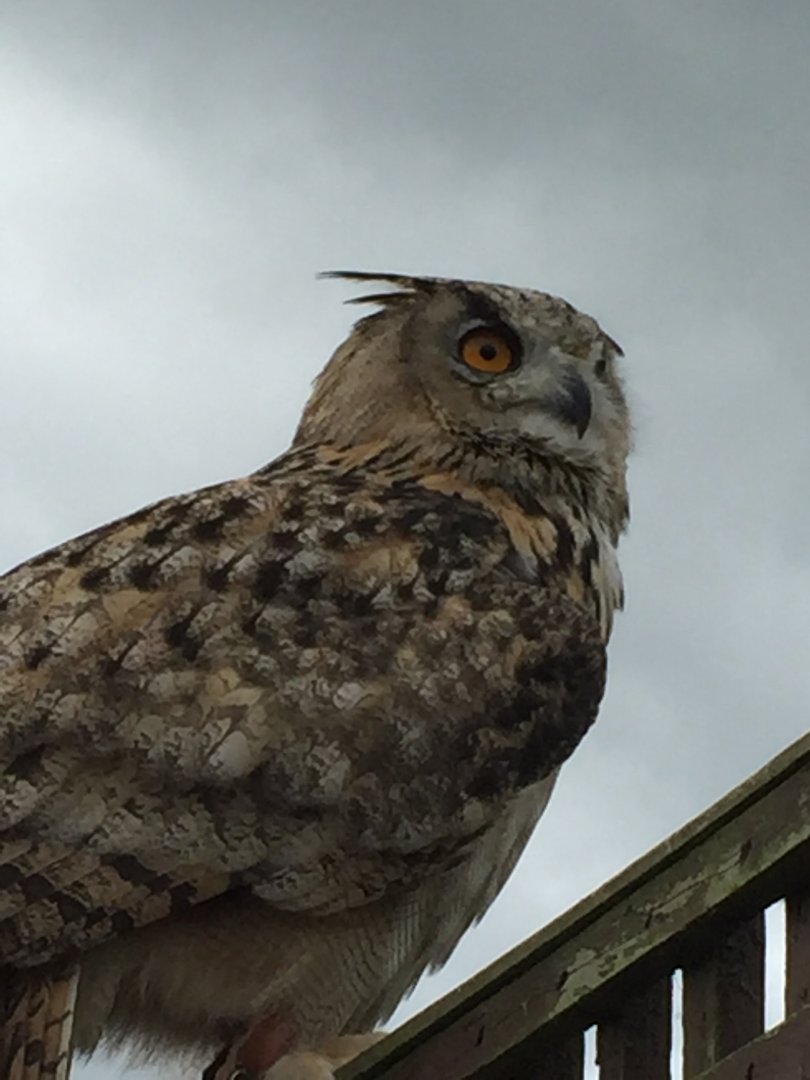 Turkmenian Eagle Owl