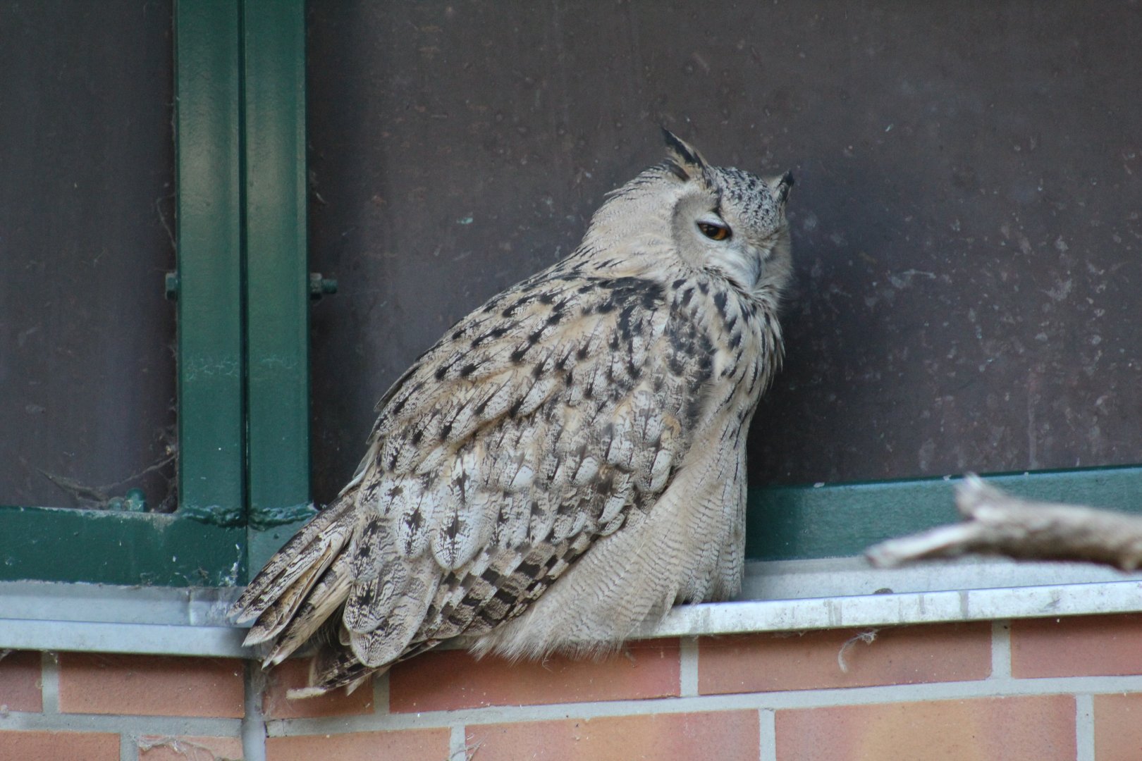 Turkmenian Eagle-Owl