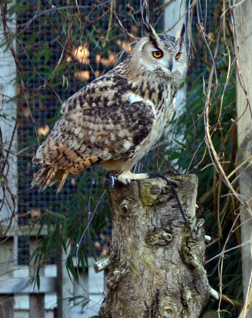 Turkmenian eagle owl