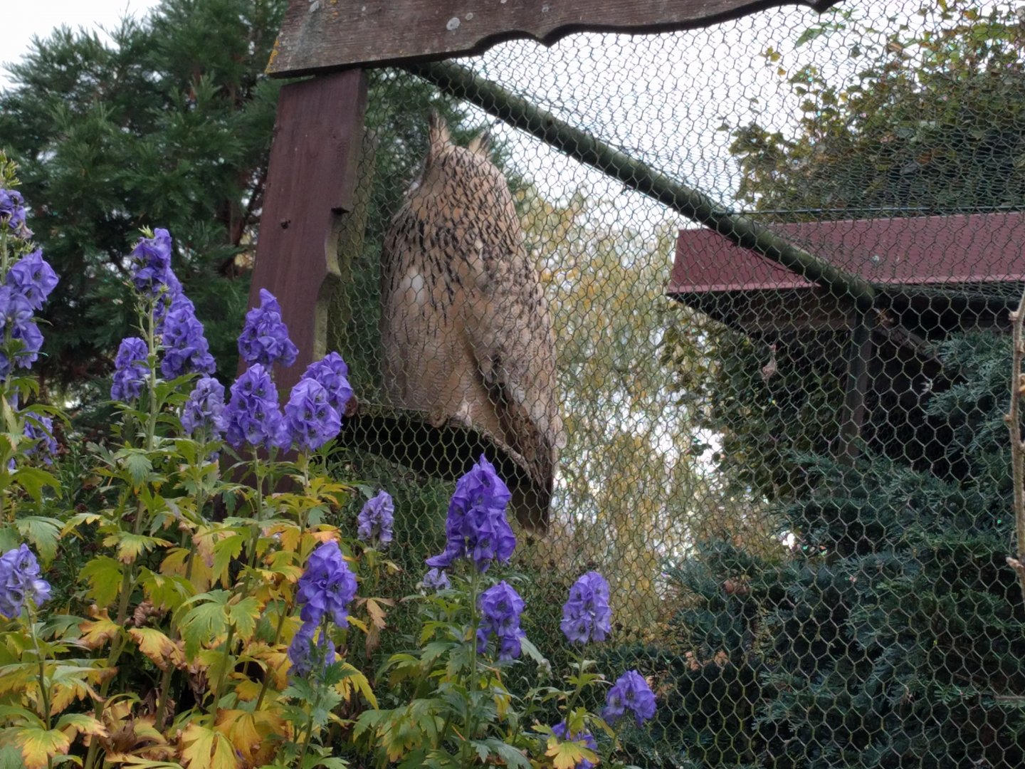 Turkmenian Eagle Owl