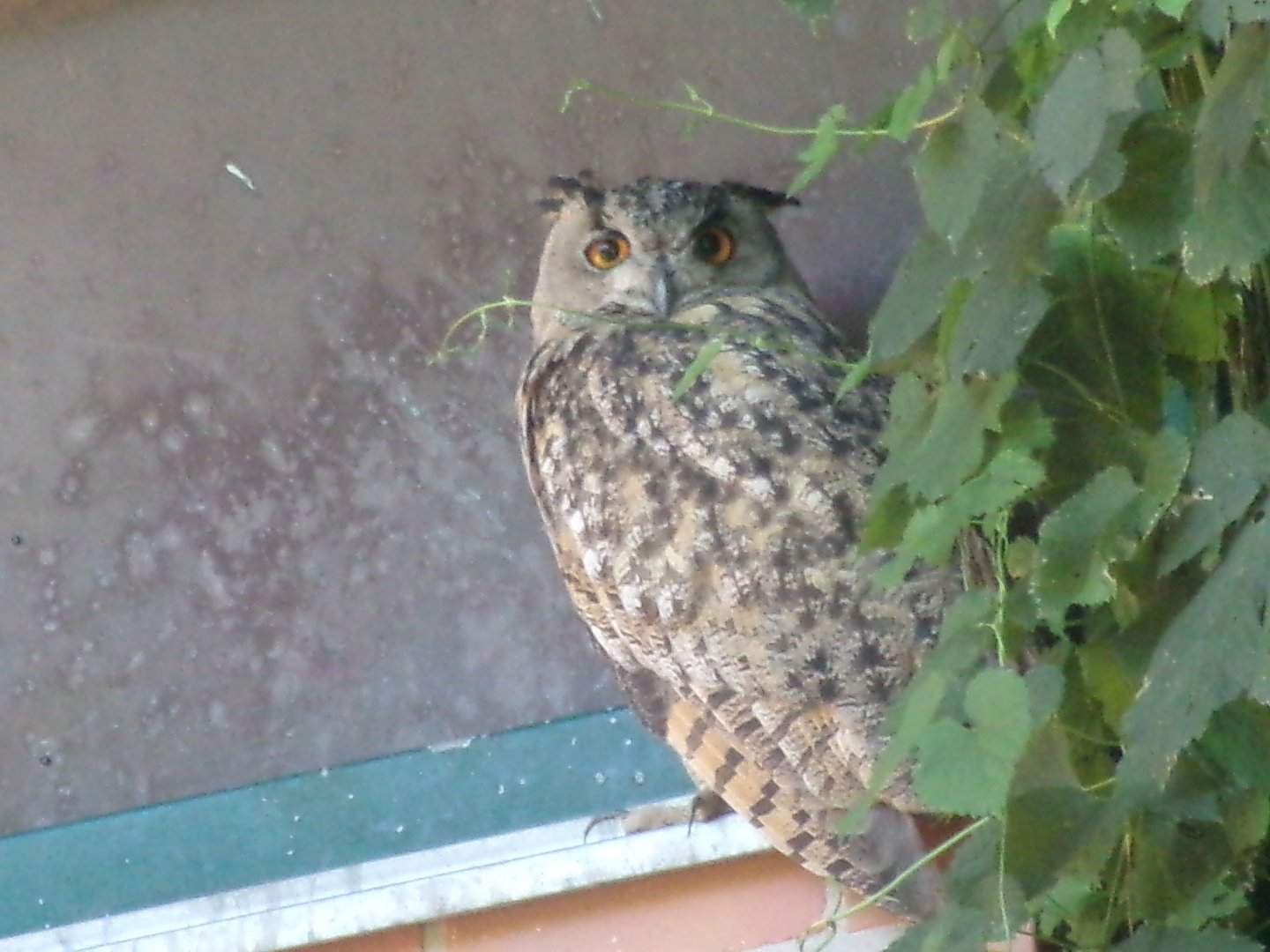 Turkmenian Eagle-owl