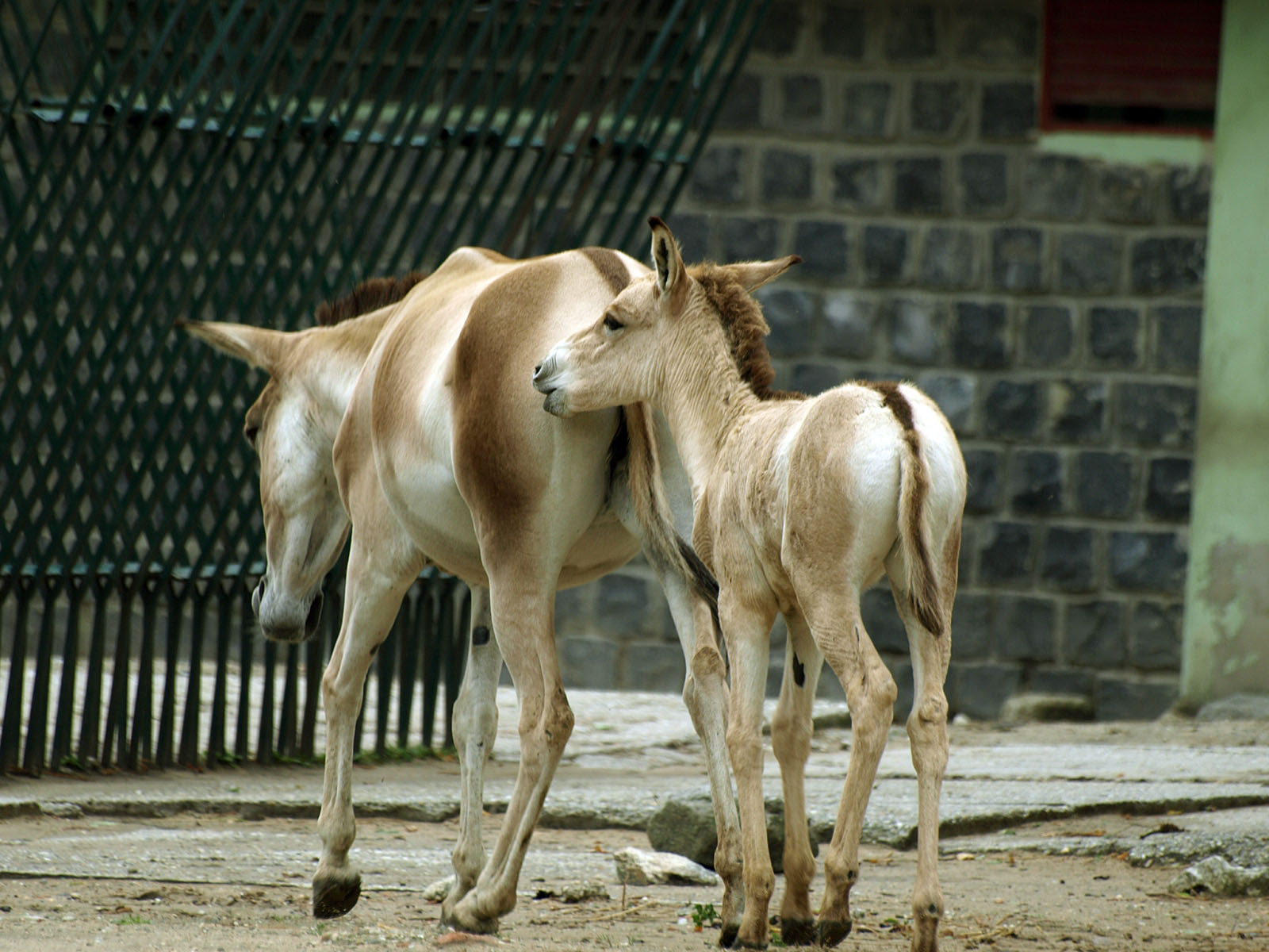 Turkmenian kulan and foal