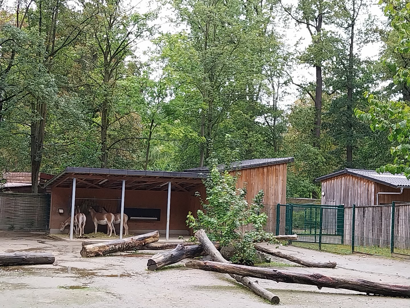 Turkmenian Kulan (Equus hemionus kulan) enclosure