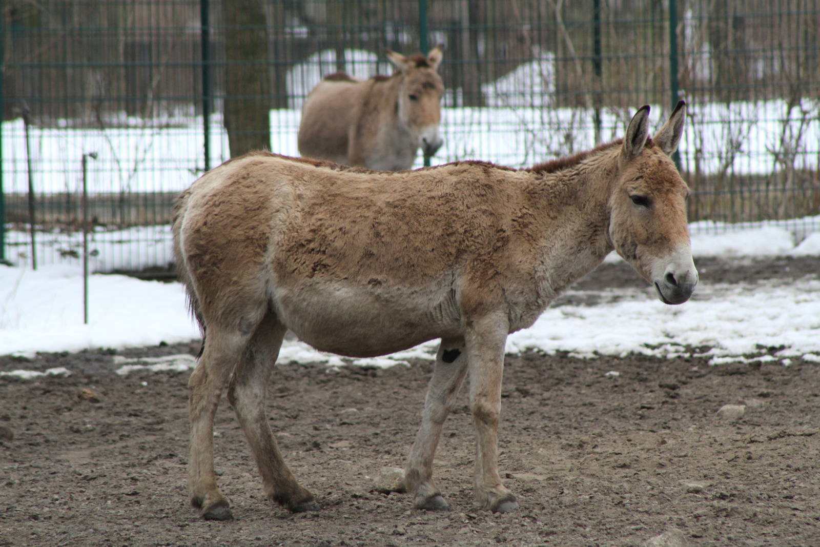 Turkmenian Kulan (Equus hemionus kulan)