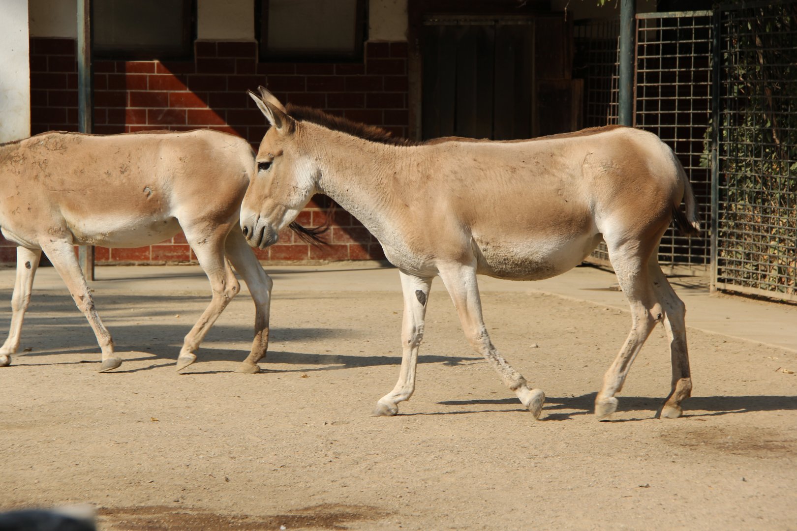Turkmenian kulan (Equus hemionus kulan)