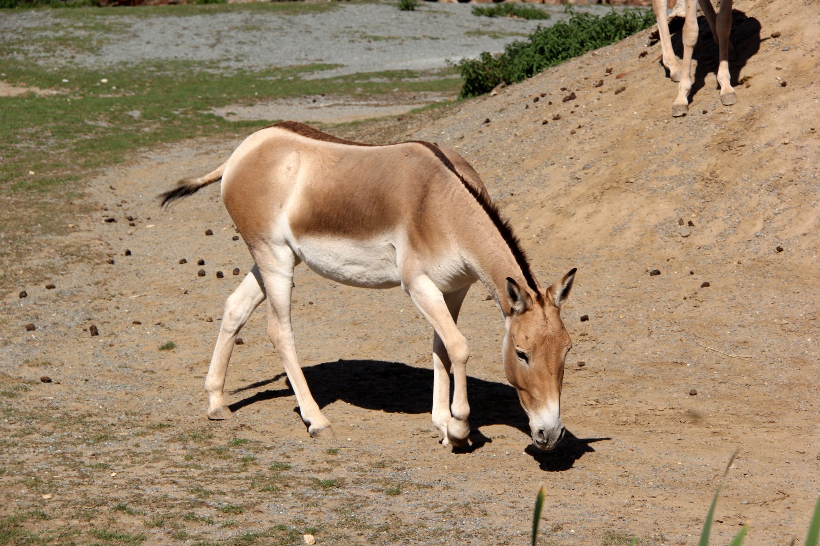 Turkmenian kulan (Equus hemionus kulan)