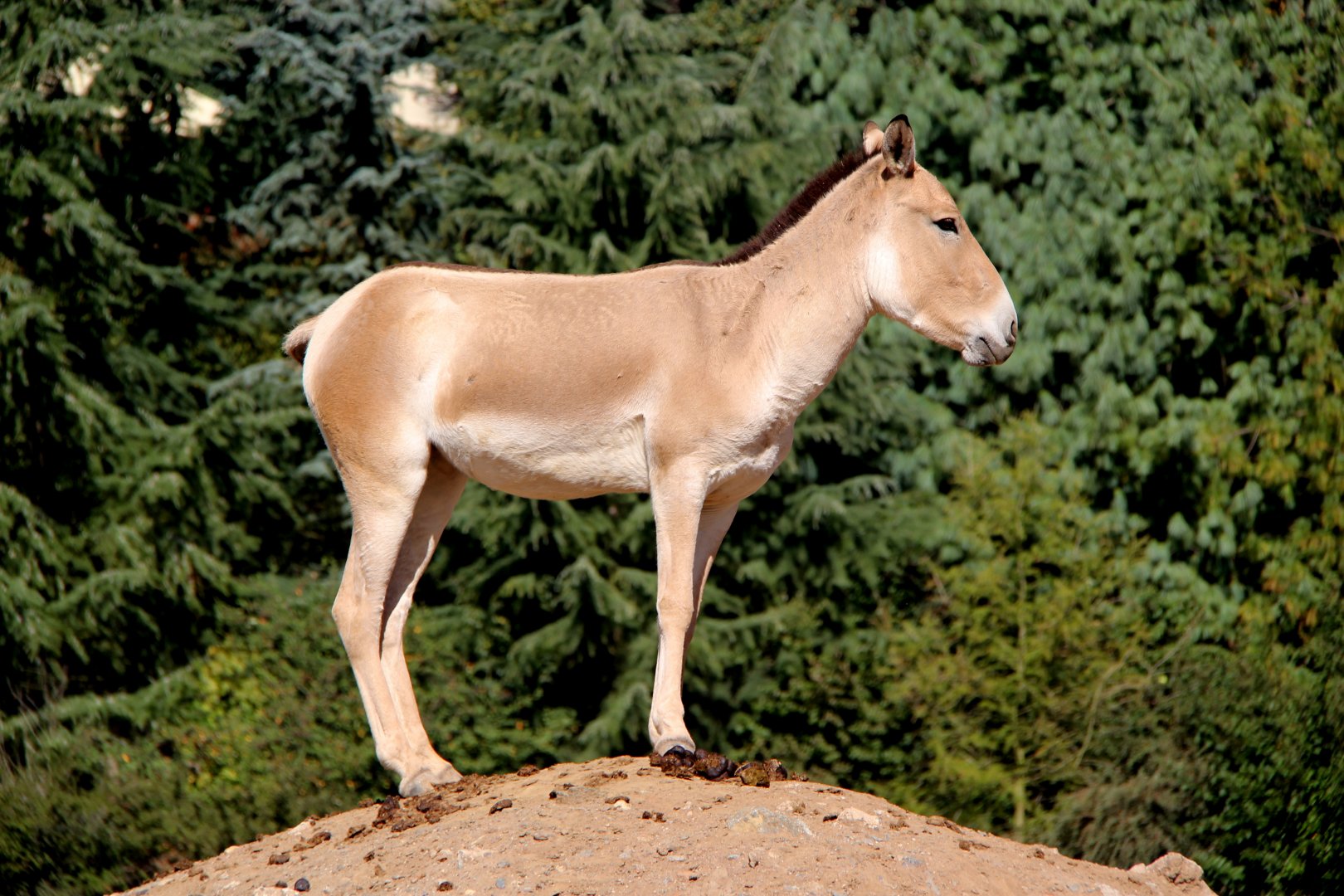 Turkmenian kulan (Equus hemionus kulan)