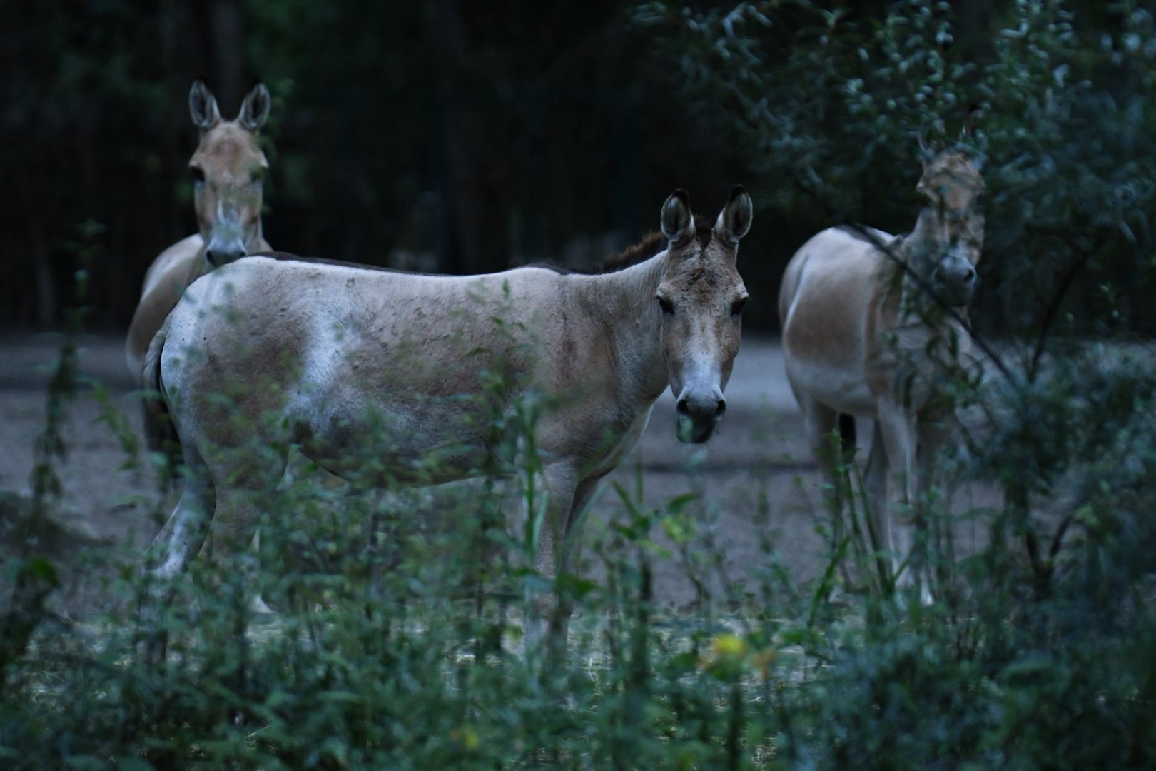 Turkmenian kulan (Equus hemionus kulan)