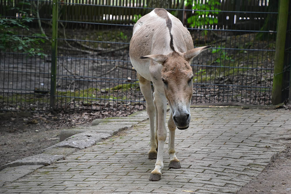 Turkmenian kulan (Equus hemionus kulan)