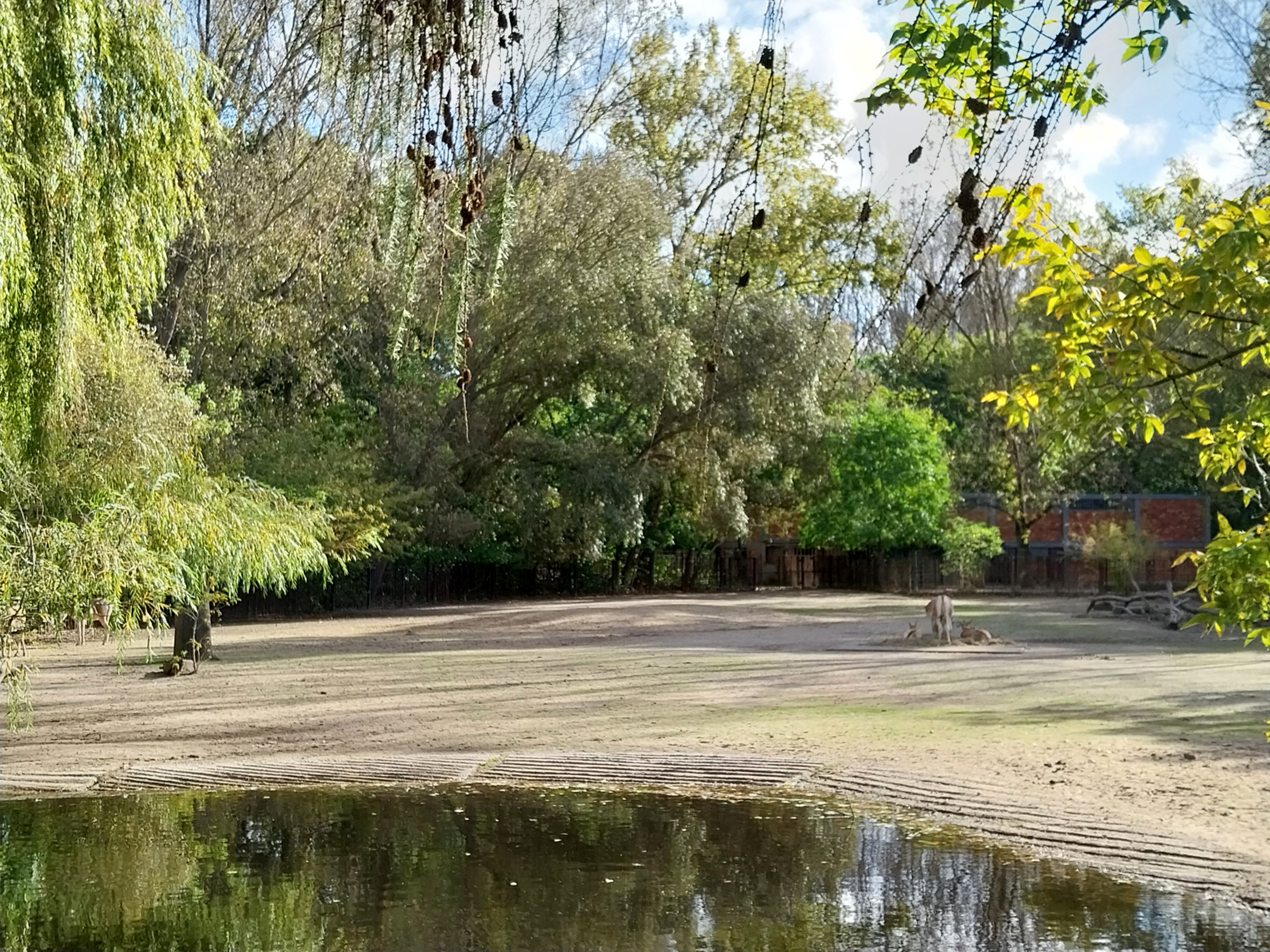 Turkmenian Kulan (Equus hemionus kulan)