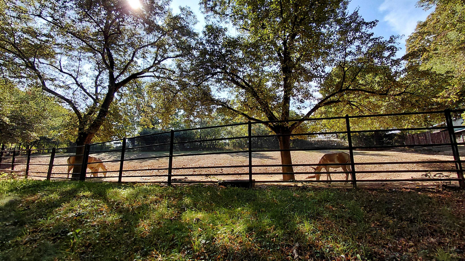 Turkmenian kulan exhibit
