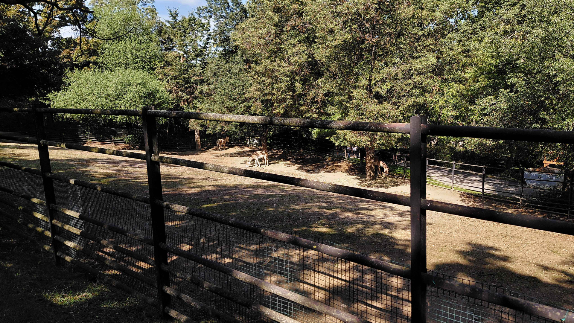 Turkmenian kulan exhibit