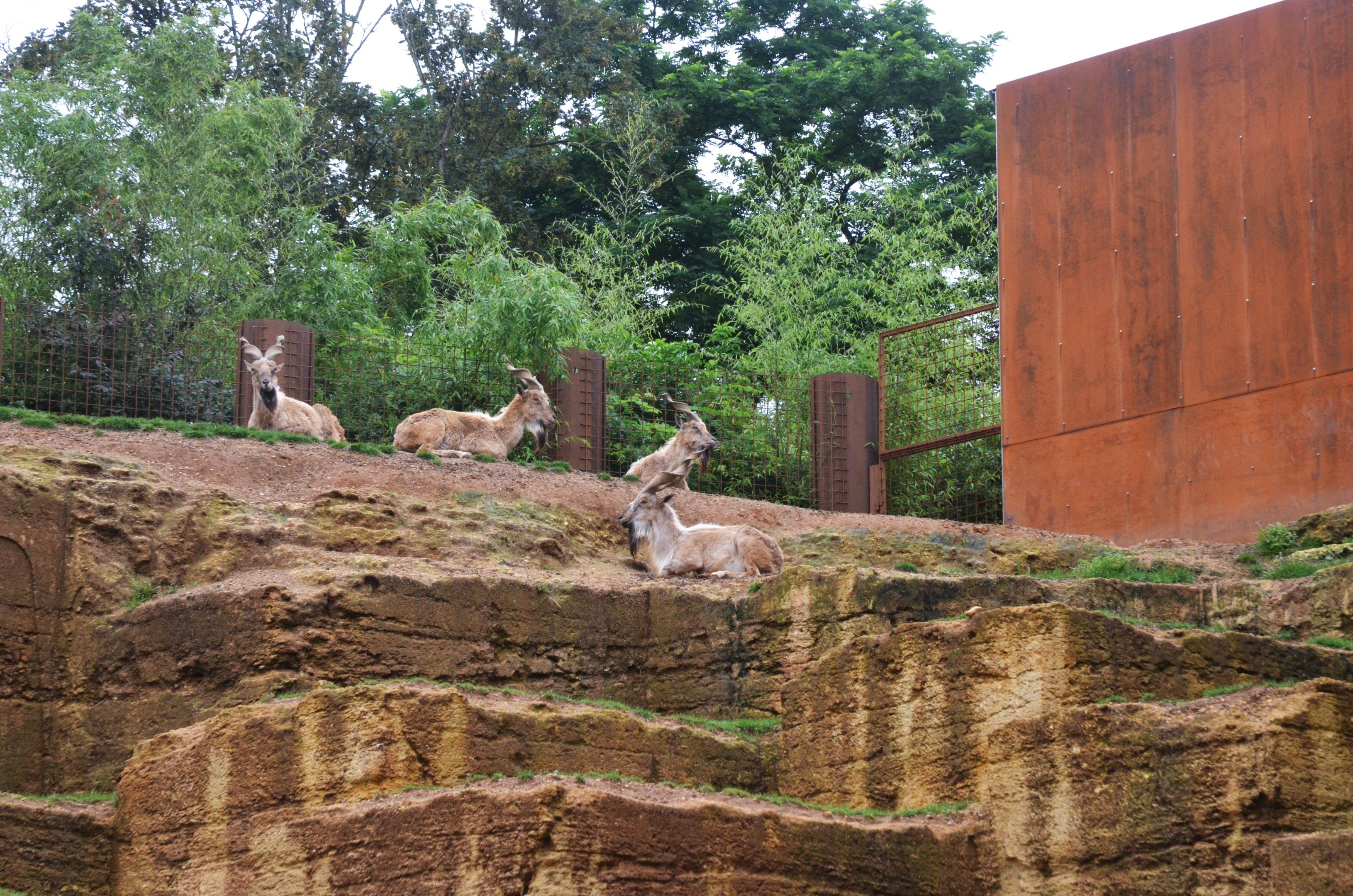 Turkmenian Markhor at Doué-la-Fontaine, 15/06/18
